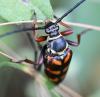 Leptura aurulenta